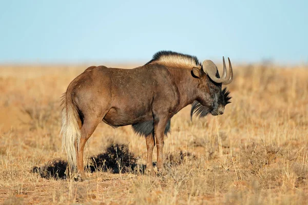 Ένα Μαύρο Γκνου Connochaetes Gnou Ανοικτό Λιβάδια Ζέβρα Mountain National — Φωτογραφία Αρχείου