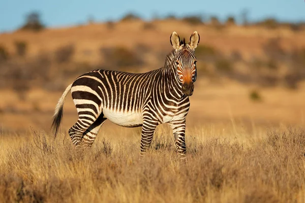 Zebra Della Montagna Del Capo Equus Zebra Habitat Naturale Parco — Foto Stock