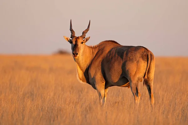 Antylopa Eland Mężczyzna Tragelaphus Oryx Późno Popołudniowe Światło Mokala National — Zdjęcie stockowe
