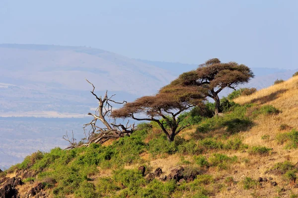 Пейзаж Африканскими Шипами Национальный Парк Амбосели Кения — стоковое фото