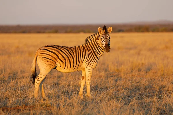 Plains Zebra Equus Burchelli Late Afternoon Light Mokala National Park — Stock Photo, Image