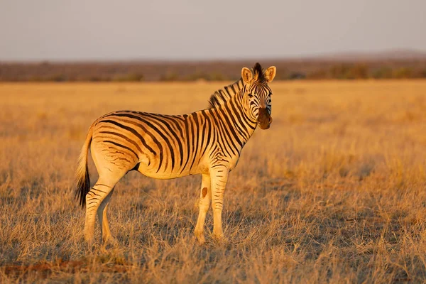 Flachzebra Equus Burchelli Späten Nachmittagslicht Mokala Nationalpark Südafrika — Stockfoto