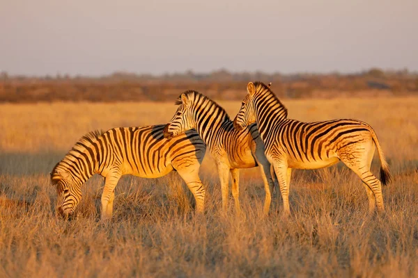 Zebras Das Planícies Equus Burchelli Plena Luz Tarde Parque Nacional — Fotografia de Stock