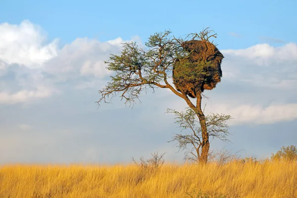 Africký Trnitý Strom Společným Hnízdem Společenských Tkalců Philetairus Socius Kalahari — Stock fotografie