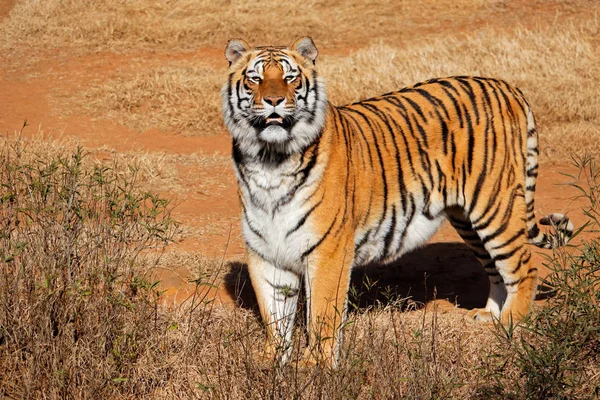 Alarm Tygrys Bengalski — Zdjęcie stockowe