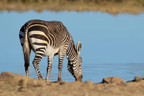 Cape berg Zebra's op een waterput — Stockfoto