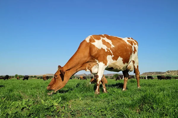 Melkkoe op de groene weide — Stockfoto