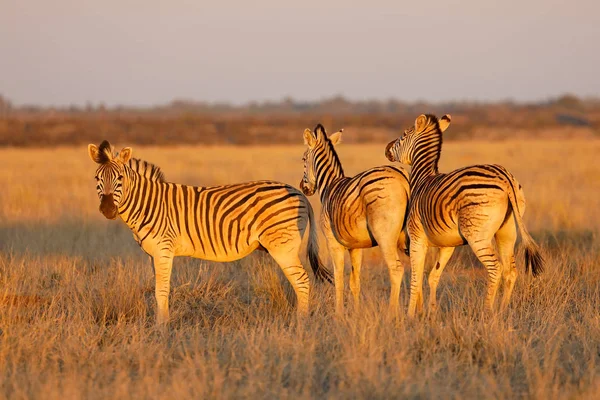 Flachland-Zebras im späten Nachmittagslicht — Stockfoto