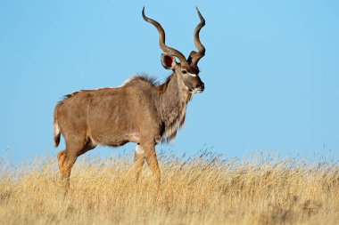 Kudu antilop mavi gökyüzü karşı