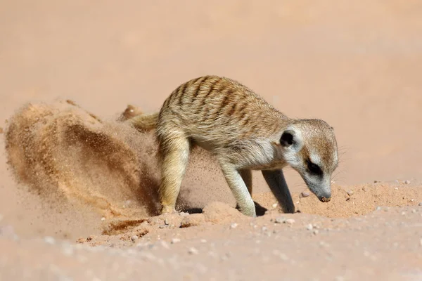 Aktywnie żerowania meerkat — Zdjęcie stockowe