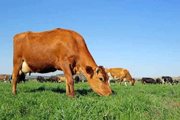 Mjölkko på gröna betesmark — Stockfoto