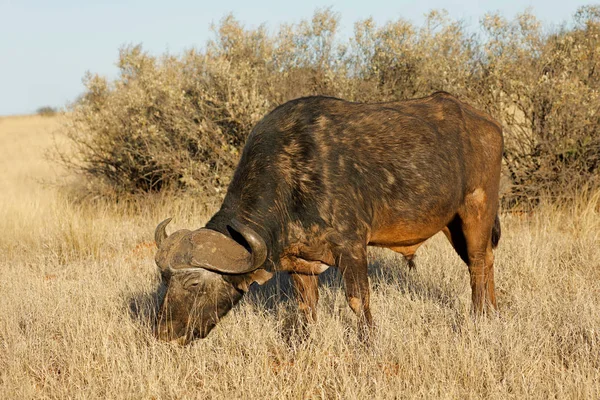 African buffalo grazing in grassland — Stock Photo, Image