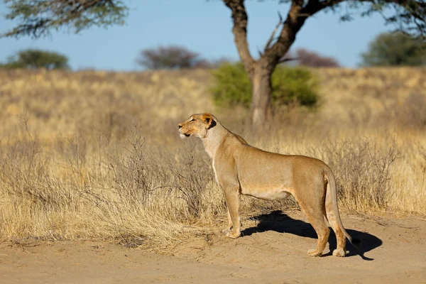 Alerta de leoa no habitat natural — Fotografia de Stock