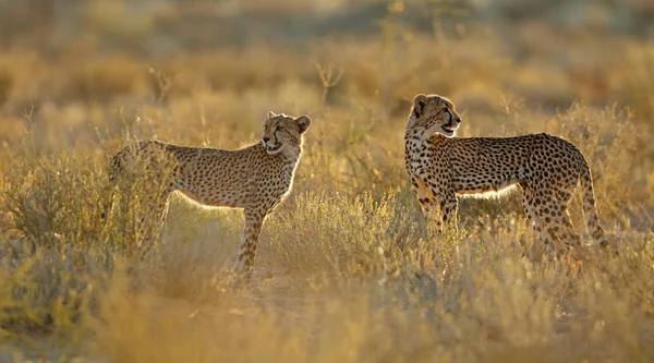 Cheetahs in natuurlijke habitat — Stockfoto