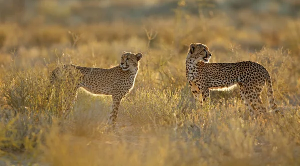 Guépards dans l'habitat naturel — Photo