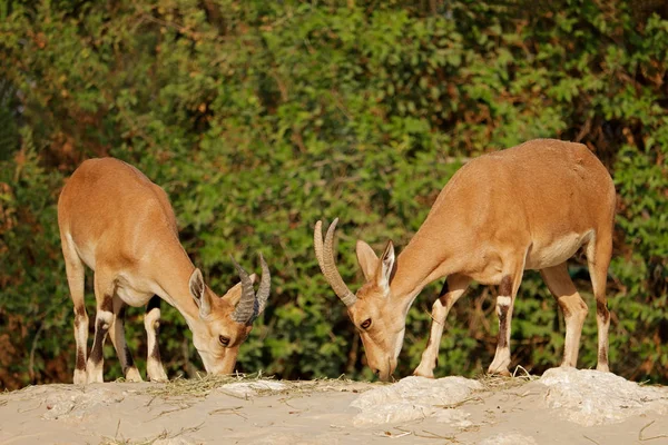 Tahrs arabes en voie de disparition — Photo