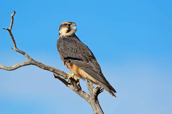 Lanner Falcon neergestreken op een tak — Stockfoto