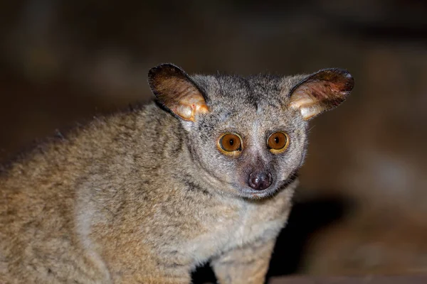 Portrait of a greater galago — Stock Photo, Image