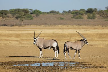 Bir su birikintisi gemsbok antiloplar