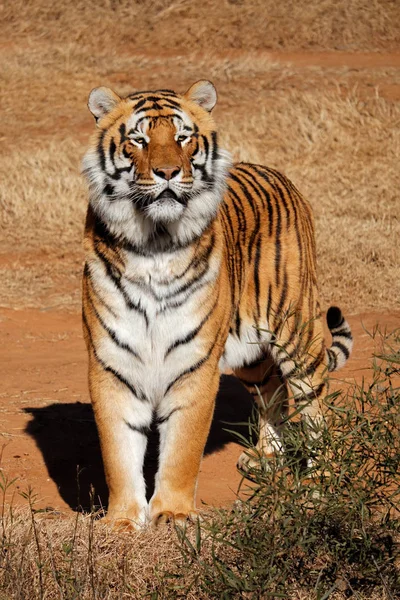 Waarschuwing Bengaalse tijger — Stockfoto