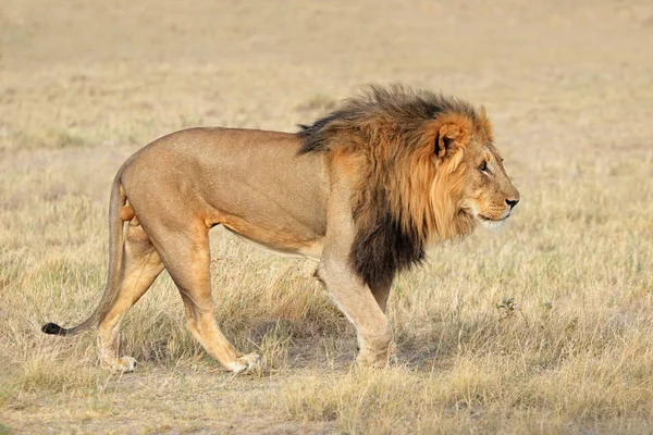 Duży męski lew afrykański-Etosha — Zdjęcie stockowe