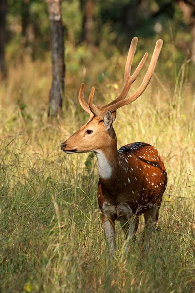 Ciervo macho - India — Foto de Stock