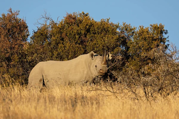 Чёрный носорог в естественной среде обитания — стоковое фото