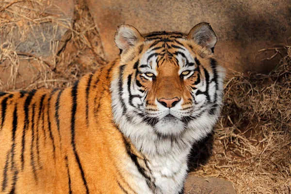 Бенгальський тигр портрет — стокове фото