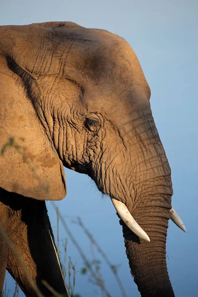Retrato de elefante africano — Fotografia de Stock