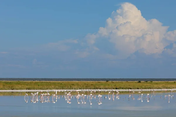 Nourrir de plus grands flamants roses - Etosha pan — Photo