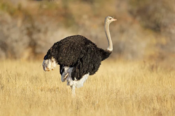 Чоловічий страуси в природному середовищі — стокове фото