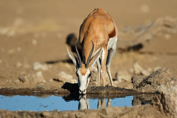 斯普林博克羚羊饮用水 - 卡拉哈里 — 图库照片