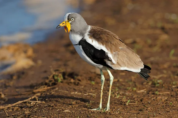 Wit-gekroond Kievit — Stockfoto