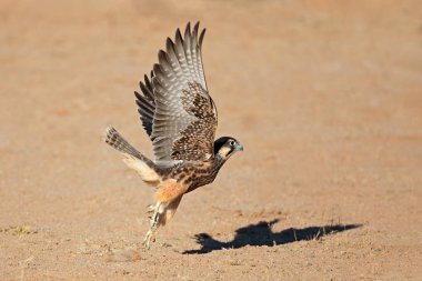 Lanner falcon in flight clipart
