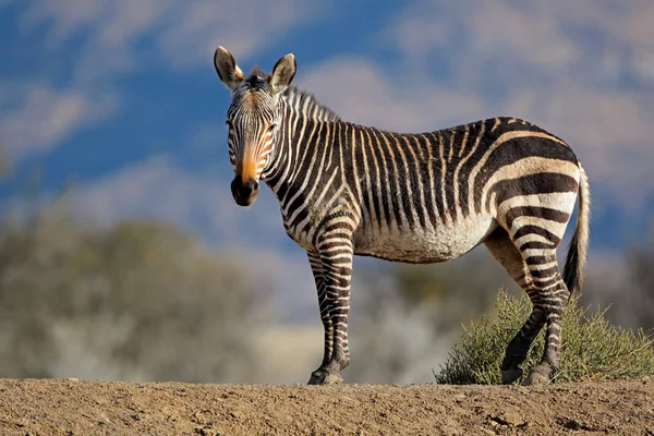 Zebra di montagna del Capo in habitat naturale — Foto Stock