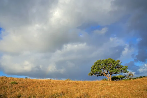 Afrikanische Savannenlandschaft — Stockfoto