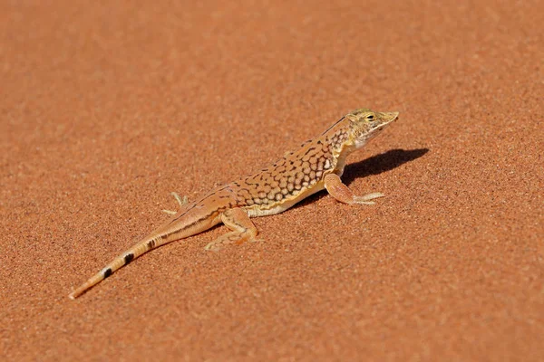 Lagarto de focinho-pá na areia — Fotografia de Stock