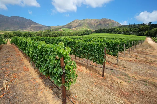 Scenic Vineyard landskap-Sydafrika — Stockfoto