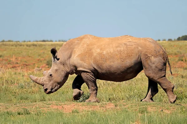 White rhinoceros in natural habitat — Stock Photo, Image