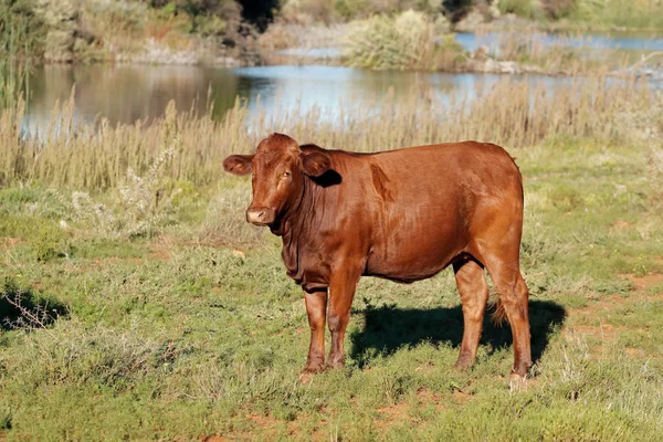 Free-range steer on rural farm — Stock Photo, Image