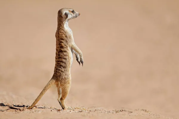 Meerkat standing on guard — Stock Photo, Image