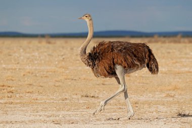 Female ostrich in desert landscape clipart