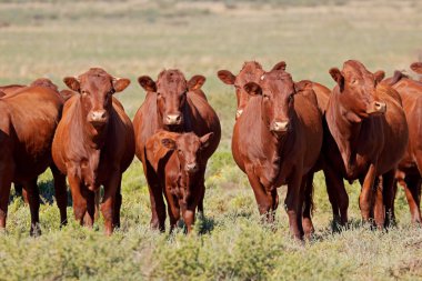Free-range cattle on rural farm clipart