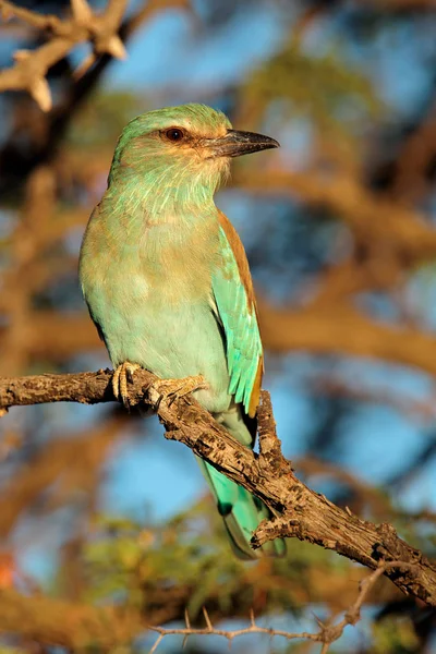 European roller on a branch — Stock Photo, Image