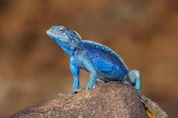 Hombre sureño roca agama —  Fotos de Stock