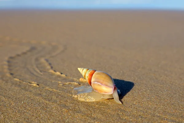 Escargot charrue sur la plage — Photo