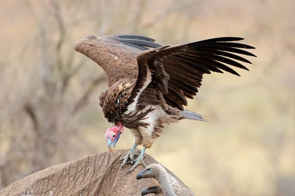 Avvoltoio dalla faccia appiccicosa — Foto Stock