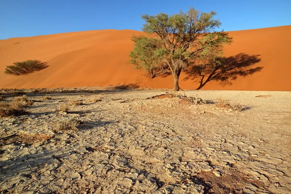 Duna de areia e árvores - Deserto do Namib — Fotografia de Stock