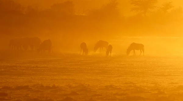 Blue wildebeest at sunrise — Stock Photo, Image