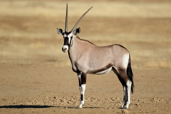 Antílope de Gemsbok - Deserto de Kalahri — Fotografia de Stock